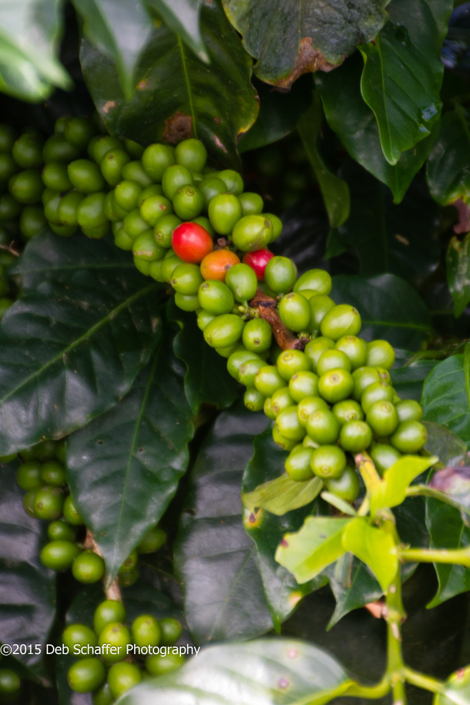 Coffee beans on the plant