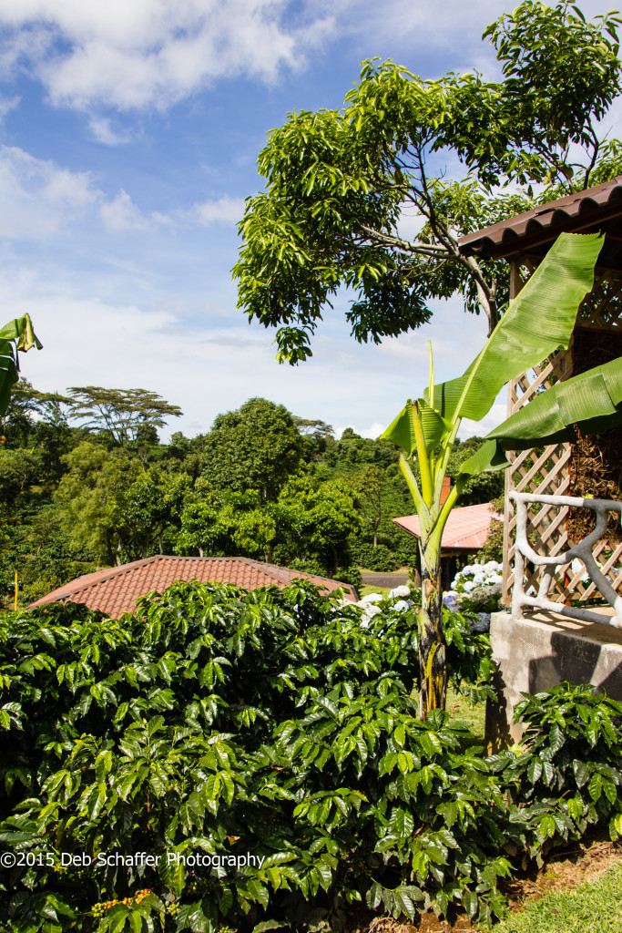Costa Rica Coffee Country - Doka Estate